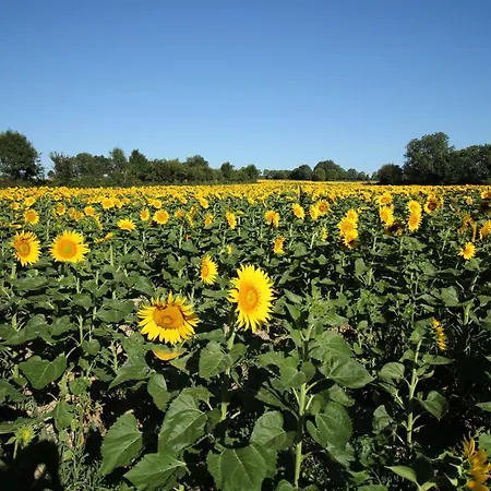 Des Chirons, 30mins Puy Du Fou *