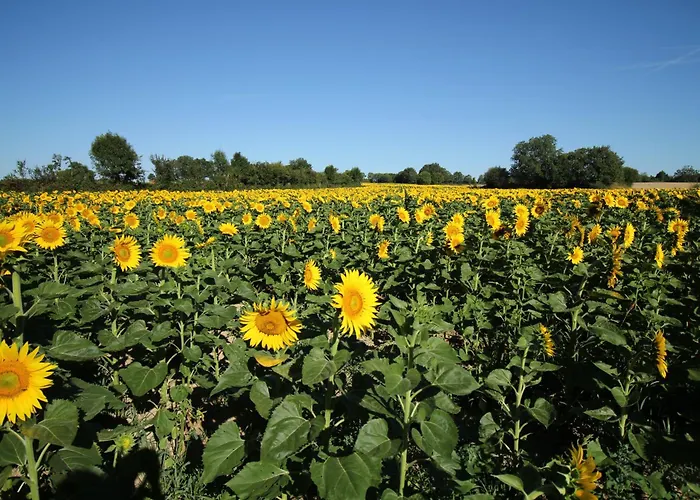 Des Chirons, 30mins Puy Du Fou *